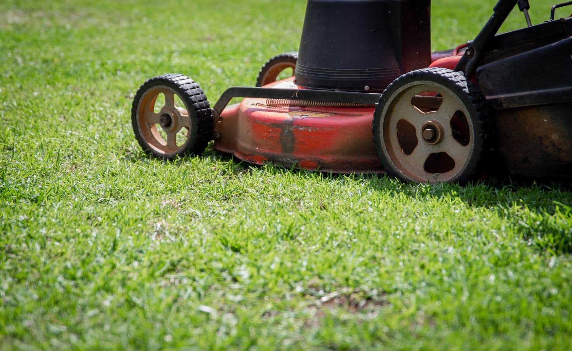 Lawn mower cutting fresh green grass on a sunny day